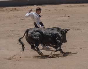 Regulamentação dos touros de luta